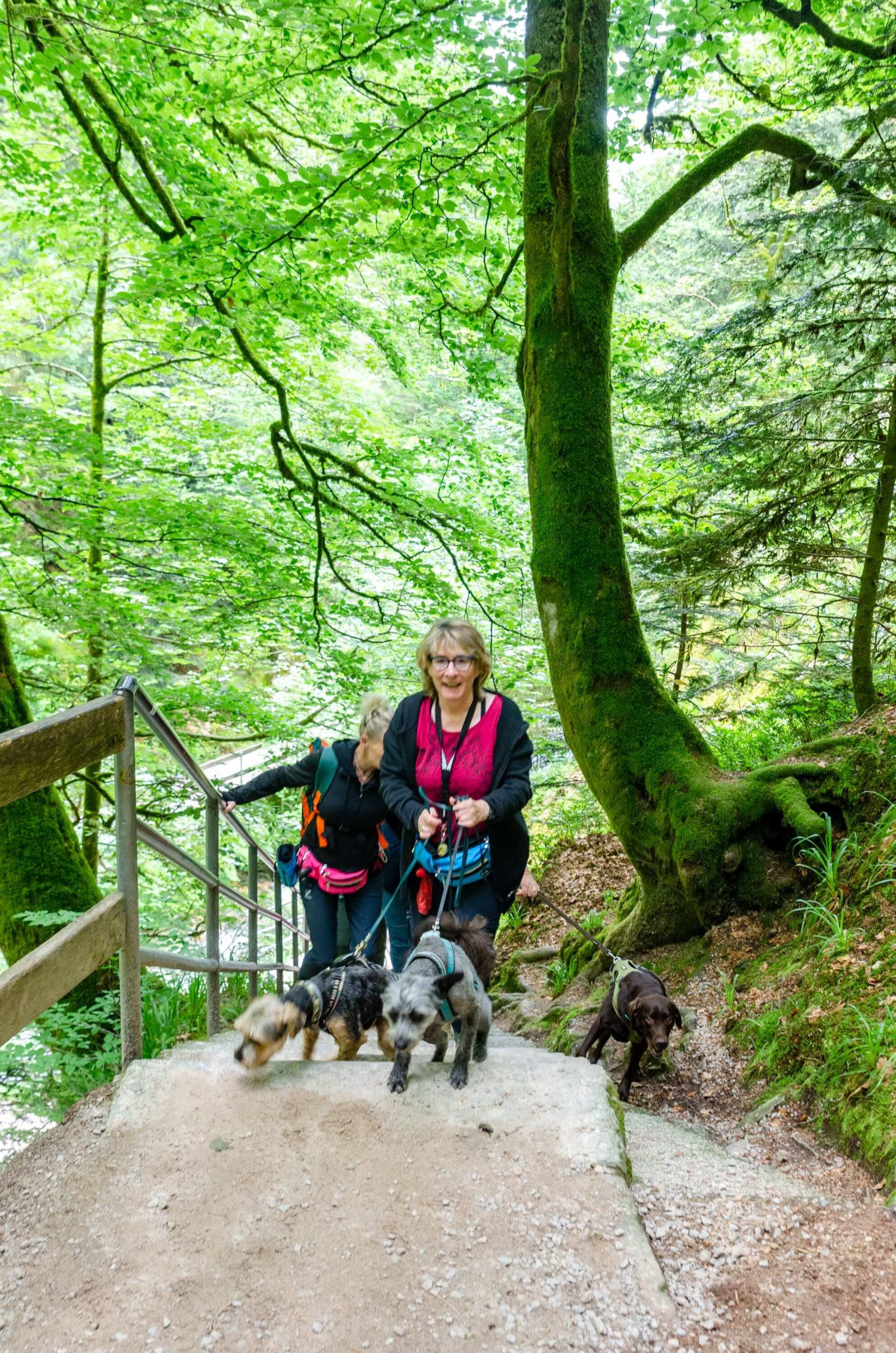 DSC_4109 hundeschule
