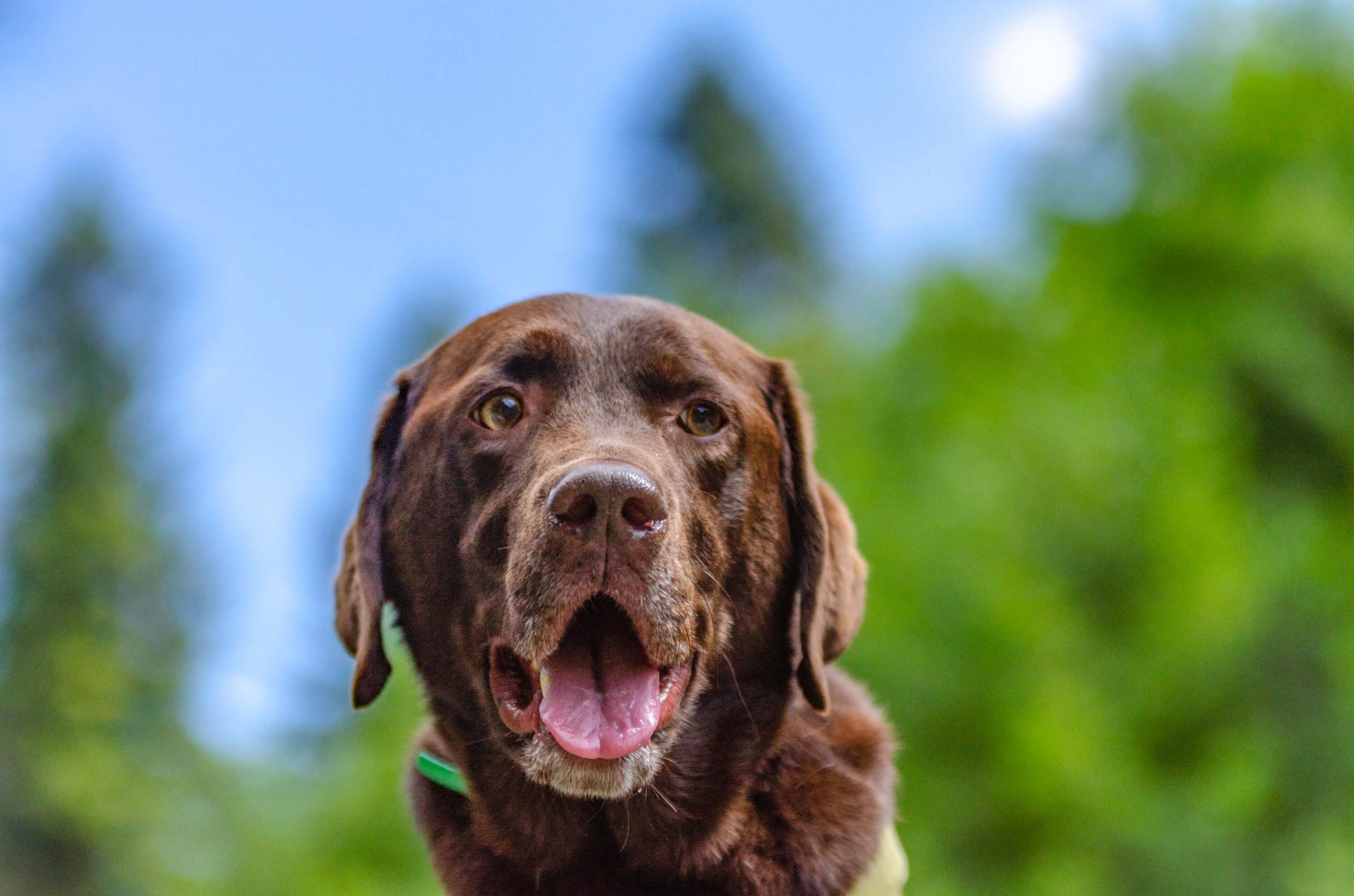 DSC_4199 hundeschule